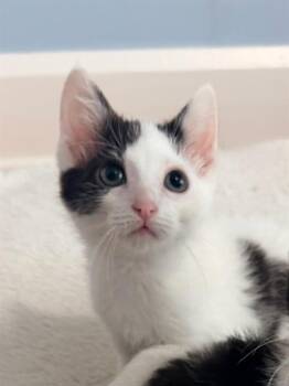 PHIL -  Domestic Short Hair Cat for Adoption in Indianapolis, Indiana - PHIL | PetCurious