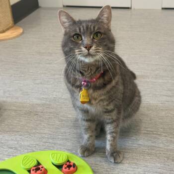 H210409 Feebee -  American Shorthair Cat for Adoption in Port Washington, New York - H210409 Feebee | PetCurious
