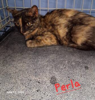Rescue Domestic Short Hair Cats for Adoption in Hartford City, Indiana - Perla | PetCurious
