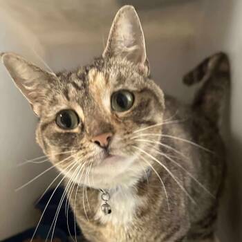 Rescue Domestic Short Hair Cats for Adoption in Washington, District Of Columbia - (16747) | PetCurious