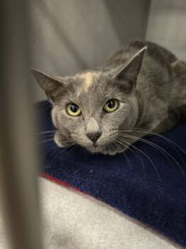 Rescue Domestic Short Hair Cats for Adoption in Vancouver, Washington - Spice | PetCurious