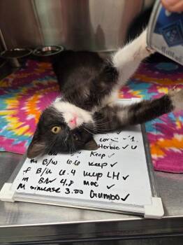 Domestic Short Hair Cats Available for Adoption - Herbie | PetCurious