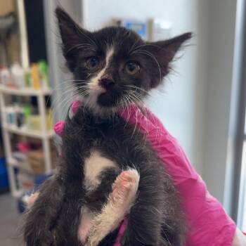 Bowtie -  Domestic Medium Hair Cat for Adoption in Mankato, Minnesota - Bowtie | PetCurious