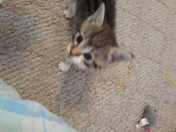 Cupcake -  Domestic Short Hair Cat for Adoption in Heathsville, Virginia - Cupcake | PetCurious