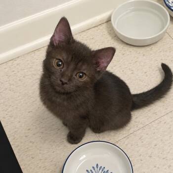 Cuba -  Domestic Short Hair Cat for Adoption in Austin, Texas - Cuba | PetCurious