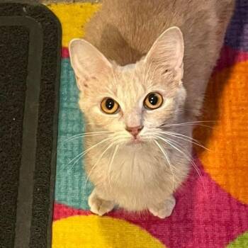 Velma -  Domestic Short Hair Cat for Adoption in Grand Rapids, Michigan - Velma | PetCurious