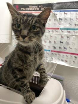 Kyro -  Domestic Short Hair Cat for Adoption in Chico, California - Kyro | PetCurious
