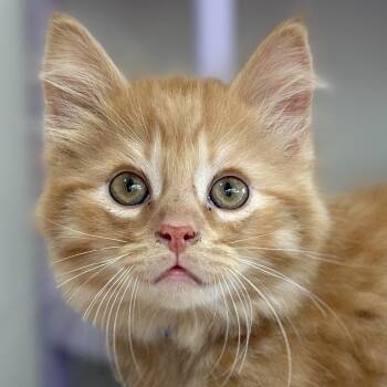 Pikachu -  Domestic Long Hair Cat Available for Adoption in Victor, New York - Pikachu | PetCurious