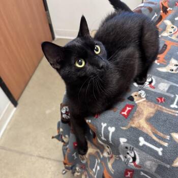 Pete -  Domestic Short Hair Cat for Adoption in Rochester, Minnesota - Pete | PetCurious