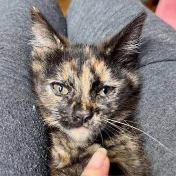 Rescue Domestic Short Hair Cats for Adoption in Los Angeles, California - Cressida | PetCurious