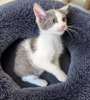 Domestic Short Hair Cats Available for Adoption in Fort Myers, Florida - Mushu | PetCurious