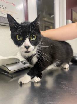 Lady Juniper -  Domestic Short Hair Cat for Adoption in Fall River, Massachusetts - Lady Juniper | PetCurious