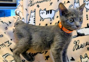 Pebble -  Domestic Short Hair and Manx Cat for Adoption in Eureka, California - Pebble | PetCurious