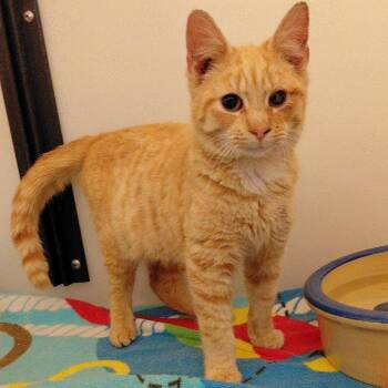 Domestic Short Hair Cats Available for Adoption - Cupid | PetCurious