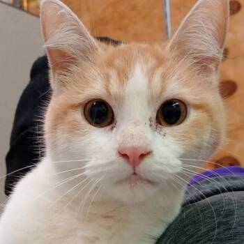 Rescue Domestic Short Hair Cats for Adoption in Grand Rapids, Minnesota - Olivia | PetCurious