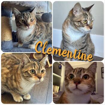 Rescue Domestic Short Hair Cats for Adoption in Hollister, California - Clementine | PetCurious
