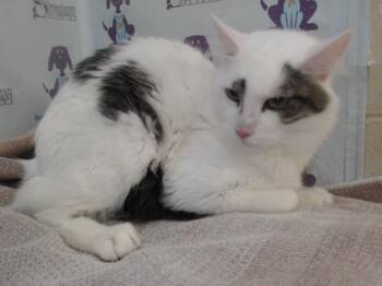 SYLVESTER -  Domestic Medium Hair Cat for Adoption in Orlando, Florida - SYLVESTER | PetCurious