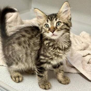 -Nova -  Tabby and Domestic Long Hair Cat for Adoption in Red Bluff, California - -Nova | PetCurious
