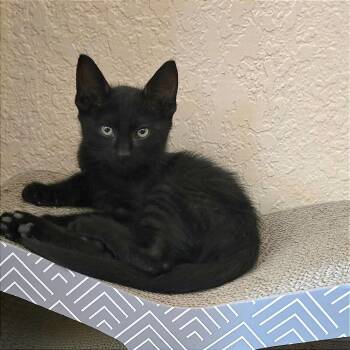 Sam -  Domestic Short Hair Cat for Adoption in Los Angeles, California - Sam | PetCurious