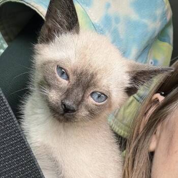 Coconut -  Siamese Cat for Adoption in Kansas City, Missouri - Coconut | PetCurious