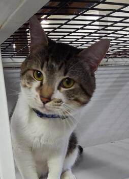 Tabby and Tuxedo Cats Available for Adoption in Las Cruces, New Mexico - Kolter | PetCurious