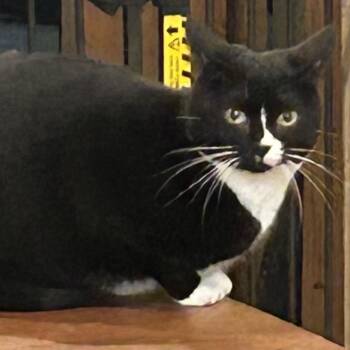 Rescue Domestic Short Hair Cats for Adoption in Morganton, North Carolina - Penguin | PetCurious