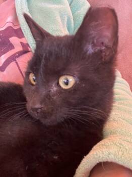 Domestic Short Hair Cats Available for Adoption - Samantha | PetCurious