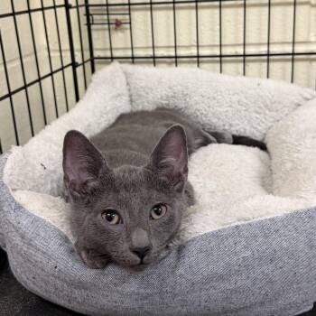 Fern -  Domestic Short Hair Cat for Adoption in Wantagh, New York - Fern | PetCurious