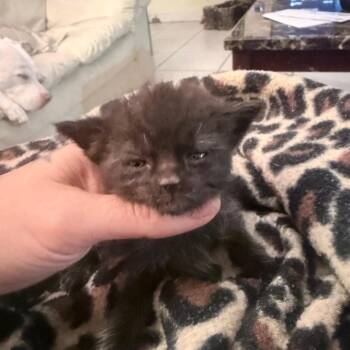 Domestic Short Hair Cats Available for Adoption in Jupiter, Florida - Ash | PetCurious