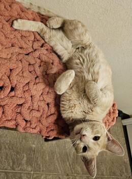 Domestic Short Hair Cats Available for Adoption - Keebler | PetCurious