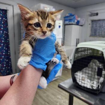 Domestic Short Hair Cats Available for Adoption in Summerville, South Carolina - Tabby | PetCurious