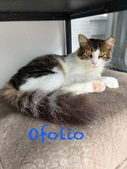 Ofolio -  Domestic Medium Hair Cat for Adoption in Clarksville, Tennessee - Ofolio | PetCurious