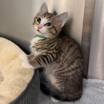 Domestic Short Hair Cats Available for Adoption in Marshall, Virginia - Rocky | PetCurious