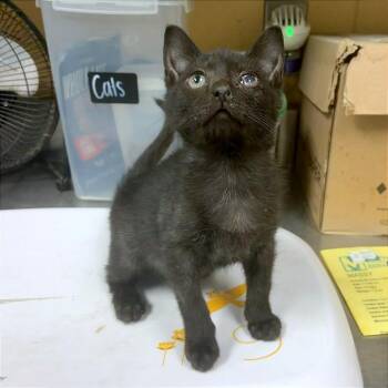 Bree -  Domestic Short Hair Cat for Adoption in Memphis, Tennessee - Bree | PetCurious