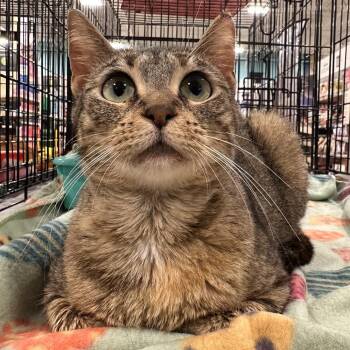 Nutmeg -  Domestic Short Hair Cat Available for Adoption in Panama City, Florida - Nutmeg | PetCurious