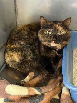 Domestic Short Hair and Dilute Tortoiseshell Cats Available for Adoption - Sybil | PetCurious