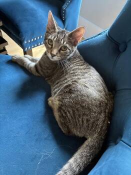 Mickey -  Domestic Short Hair Cat for Adoption in Frisco, Texas - Mickey | PetCurious