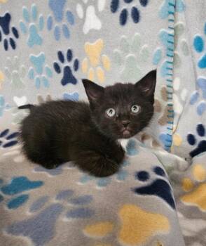 Missy Elliot -  Domestic Short Hair Cat for Adoption in Wabash, Indiana - Missy Elliot | PetCurious