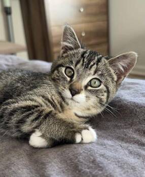 Rescue Domestic Short Hair Cats for Adoption in Winchester, Virginia - Maroon | PetCurious