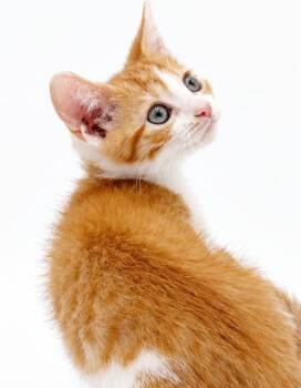 Maddox is A-MAZING - sweetest funniest baby goofball -  Tabby and Turkish Van Cat for Adoption in Bedford Hills, New York - Maddox Is A-MAZING - Sweetest Funniest Baby Goofball | PetCurious
