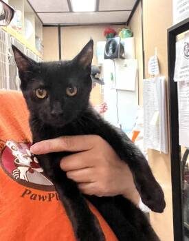Dolly -  Domestic Short Hair Cat for Adoption in Scottsdale, Arizona - Dolly | PetCurious