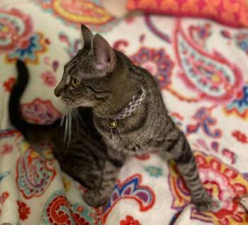 Tabby and Domestic Short Hair Cats Available for Adoption - Mersey River | PetCurious
