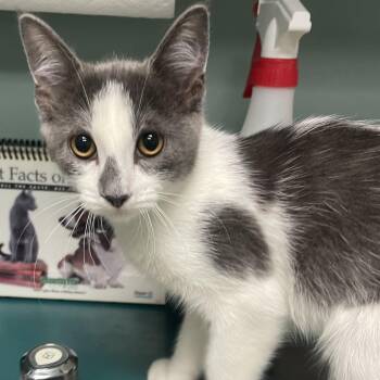 Rory -  Domestic Short Hair Cat for Adoption in Lenexa, Kansas - Rory | PetCurious