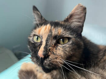 Rescue American Shorthair Cats for Adoption in Philadelphia, Pennsylvania - Analise | PetCurious