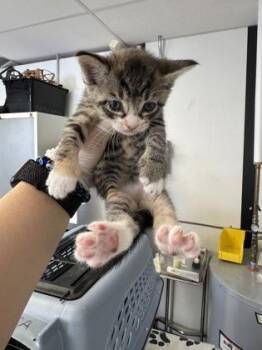 Adonis -  Domestic Short Hair Cat for Adoption in West Chester, Pennsylvania - Adonis | PetCurious