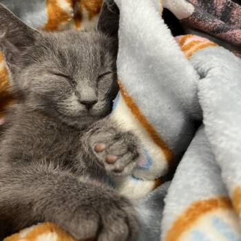 Grayson -  Domestic Short Hair Cat for Adoption in Fredericksburg, Virginia - Grayson | PetCurious