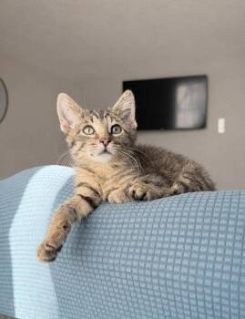 Domestic Short Hair and Tabby Cats Available for Adoption - Pilgrim | PetCurious