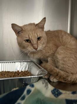 Jones -  Domestic Short Hair Cat Available for Adoption in Cumming, Georgia - Jones | PetCurious