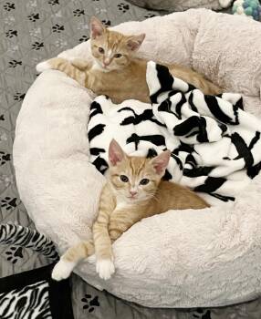 Tigger -  Tabby Cat for Adoption in Alameda, California - Tigger | PetCurious