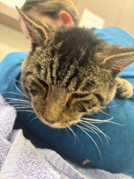 Darryl -  Domestic Short Hair Cat for Adoption in Fishers, Indiana - Darryl | PetCurious